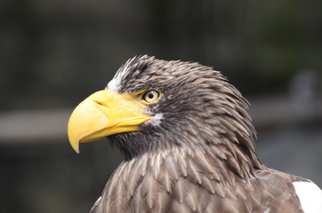 Obraz premium オオワシ