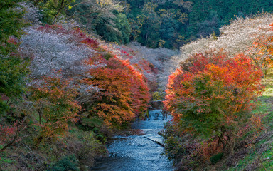 Shikizakura at Obara, Nagoya, Japan