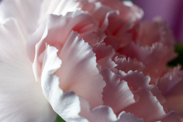 Closeup of romantic soft carnation petals details in light and s