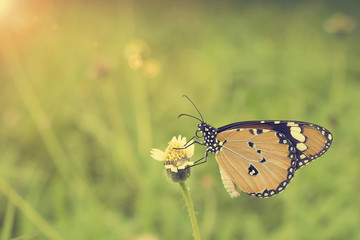 Yellow Butterfly on Flower with Sun Flare