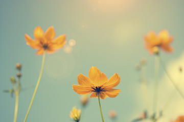 Yellow Cosmos in Garden with Sun Flare