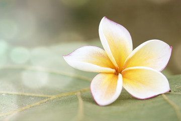Fototapeta na wymiar White Plumeria or Frangipani Flower with Bokeh Background