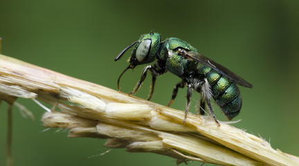 Bee/Bee Beautiful/Cuckoo Wasp