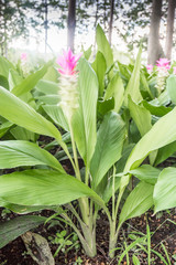 Fototapeta premium Siam tulip flower