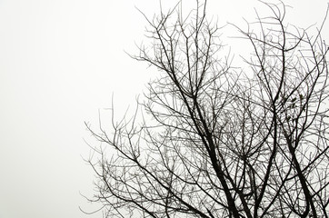 Fototapeta na wymiar tree branch silhouette on a white background