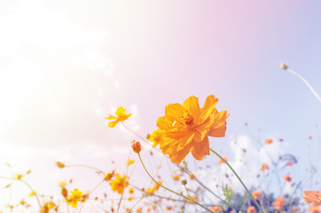 Pastel flowers in clear sky , Vintage Filter