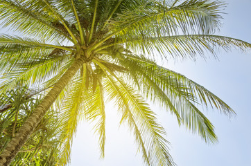 Naklejka na ściany i meble Coconut tree on blue sky background