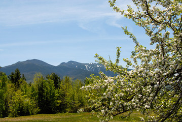 Fototapeta premium apple blossom