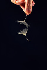 dandelion seeds in hand on dark background