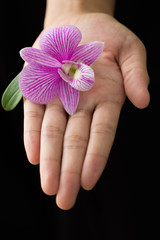 Orchid flower in hand
