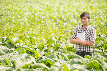 Naklejka na ściany i meble Happy Farmers using digital tablet in the cultivation of tobacco. modern technology application in agricultural growing activity.