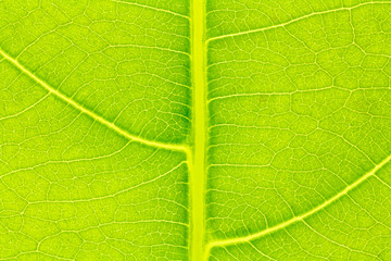 Leaf texture, leaf background for design with copy space for text or image. Leaf motifs that occurs natural.