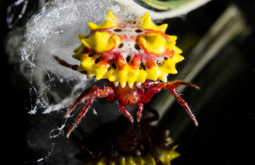 spiny orb weaver and blur white cobweb macro lens