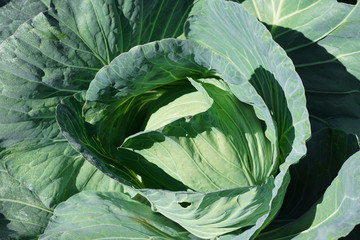 Obraz premium close up on fresh cabbage