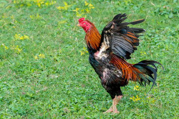 rooster in a field