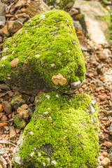 moss