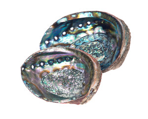 Bright polished rainbow abalone shell isolated on white background