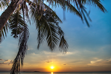 Naklejka na ściany i meble Coconut palm tree silhouette at sunset.