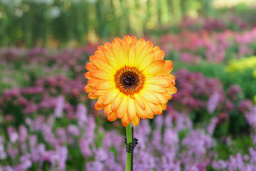 Orange Gerbera flower on blur background, in the gardent.