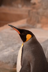 オウサマペンギン