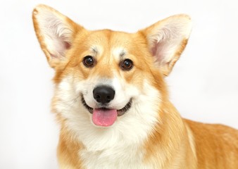 Welsh Corgi on the studio in the white background, isolated