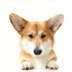 Welsh Corgi on the studio in the white background, isolated