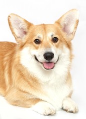 Welsh Corgi on the studio in the white background, isolated