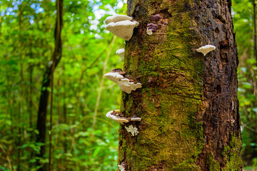 Mushrooms on a timber in nature