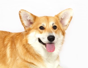 Welsh Corgi on the studio in the white background, isolated