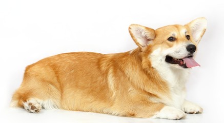 Welsh Corgi on the studio in the white background, isolated