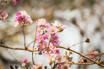 Lagerstroemia