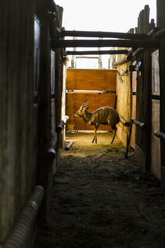 Nyala Game Capture and Capture Bomas