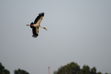 stock in flight