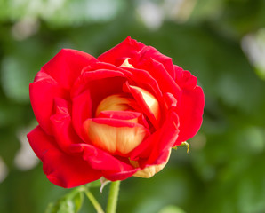 Closeup shot of bloomming Rose.