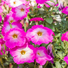 Beauty pitunia flower on summer day,closeup shot.