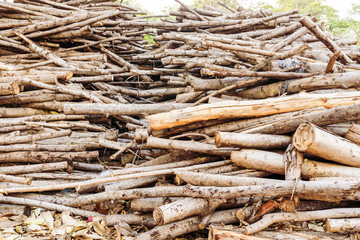 Leucaena Taramba,timber Biomass Energy 