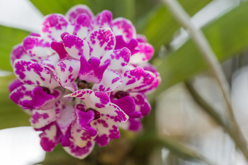 orchid