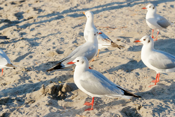 お台場のカモメ