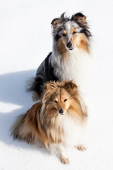 Two shetland sheepdogs