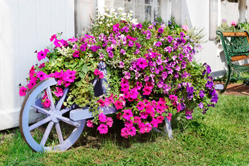 Fototapeta na wymiar Profusion of petunias in painted wagon flower planter on a town street in Summer