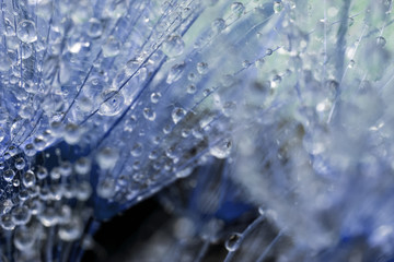 Dandelion seeds with water drops on colorful background
