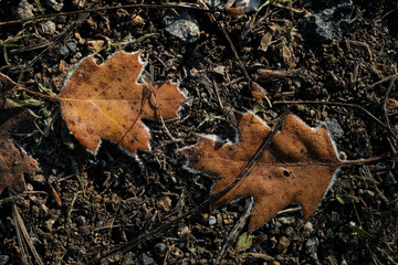 two frosty frozen oak leaves in the morning sun