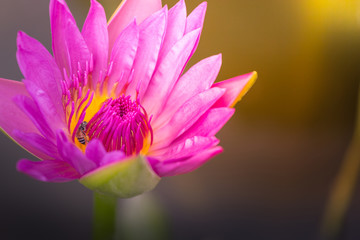 .Pink lotus flowers