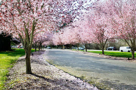 Flowering trees covered in Spring blossoms by a busy road