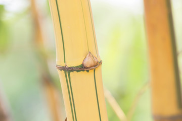 Bambusa vulgaris