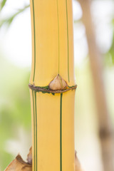 Bambusa vulgaris