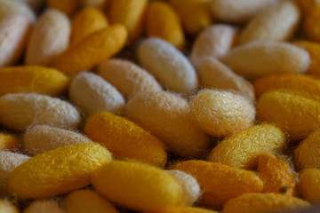 Beautiful background golden color of cocoon.