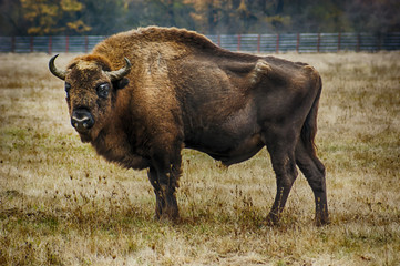  European bison © andu
