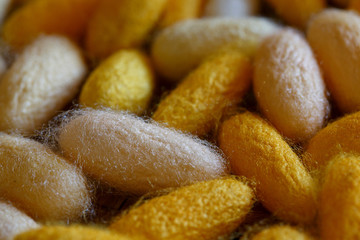 Beautiful background golden color of cocoon.