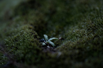 Dewdrops in the morning